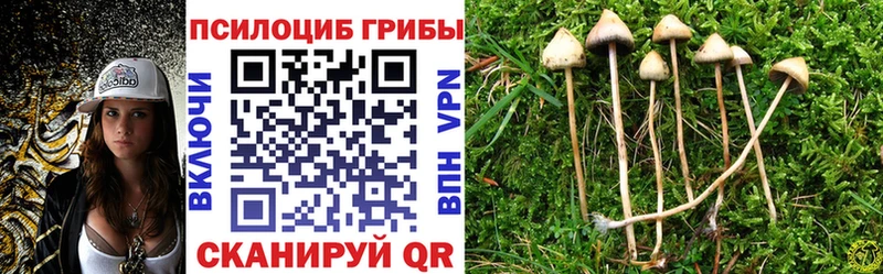 купить Калач-на-Дону Псилоцибиновые грибы Psilocybe